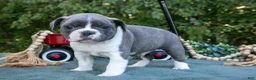Frenchton dogs for sale: Chops - Ad 1