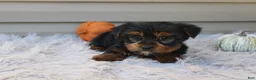 Yorkshire Terrier dogs for sale: Rocco - Ad 7