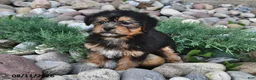 Shorkie dogs for sale: Sadie - Ad 4