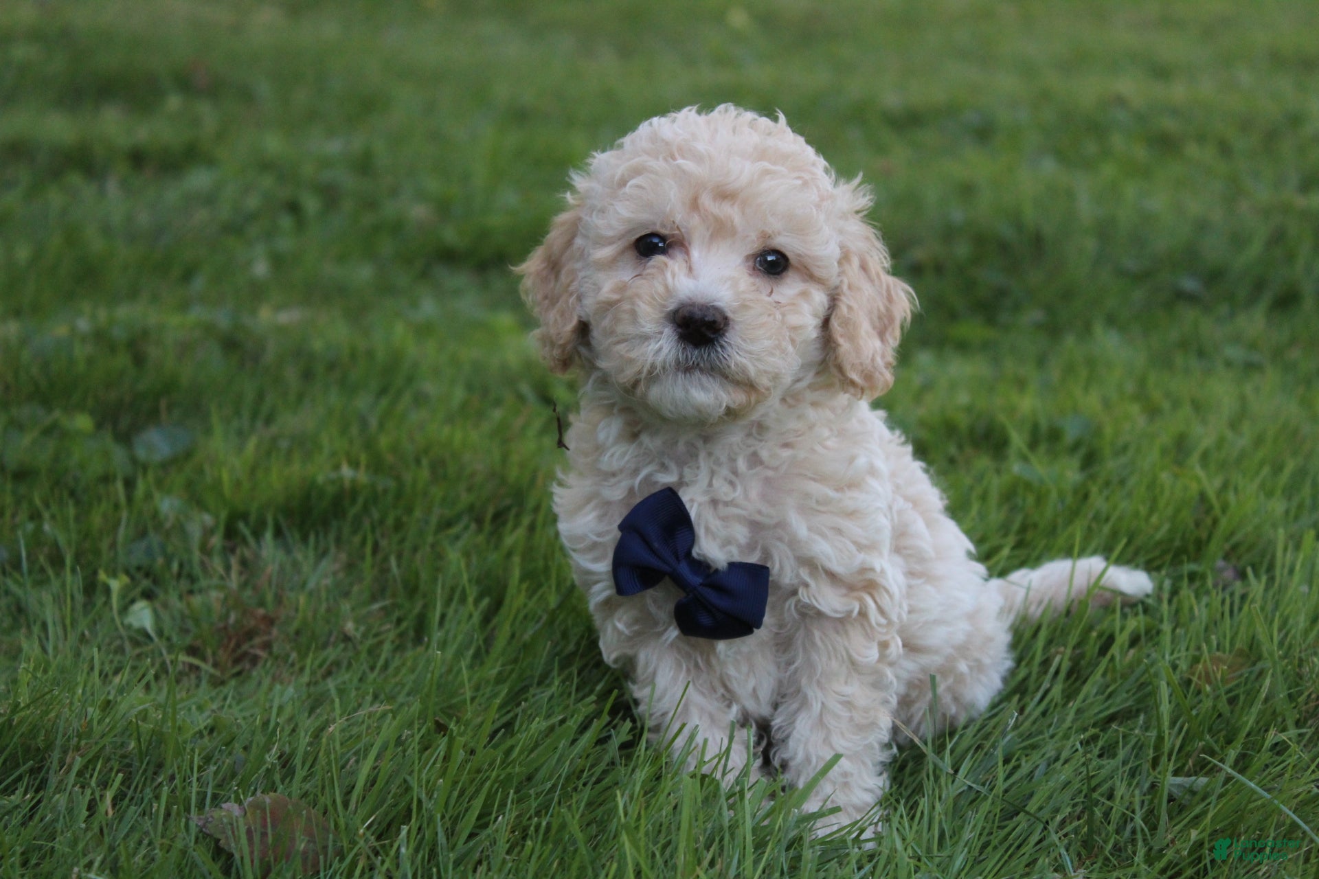 Mini Goldendoodle dogs Domino 💎 - Ad 2