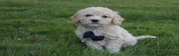 Mini Goldendoodle dogs for sale: Domino 💎 - Ad 2