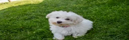 Maltese dogs for sale:  Jaden - Ad 8