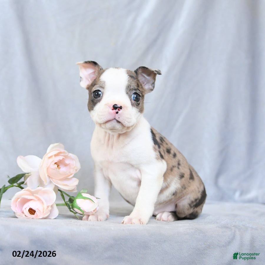 Boston Terrier dogs Fluffy - Ad 1