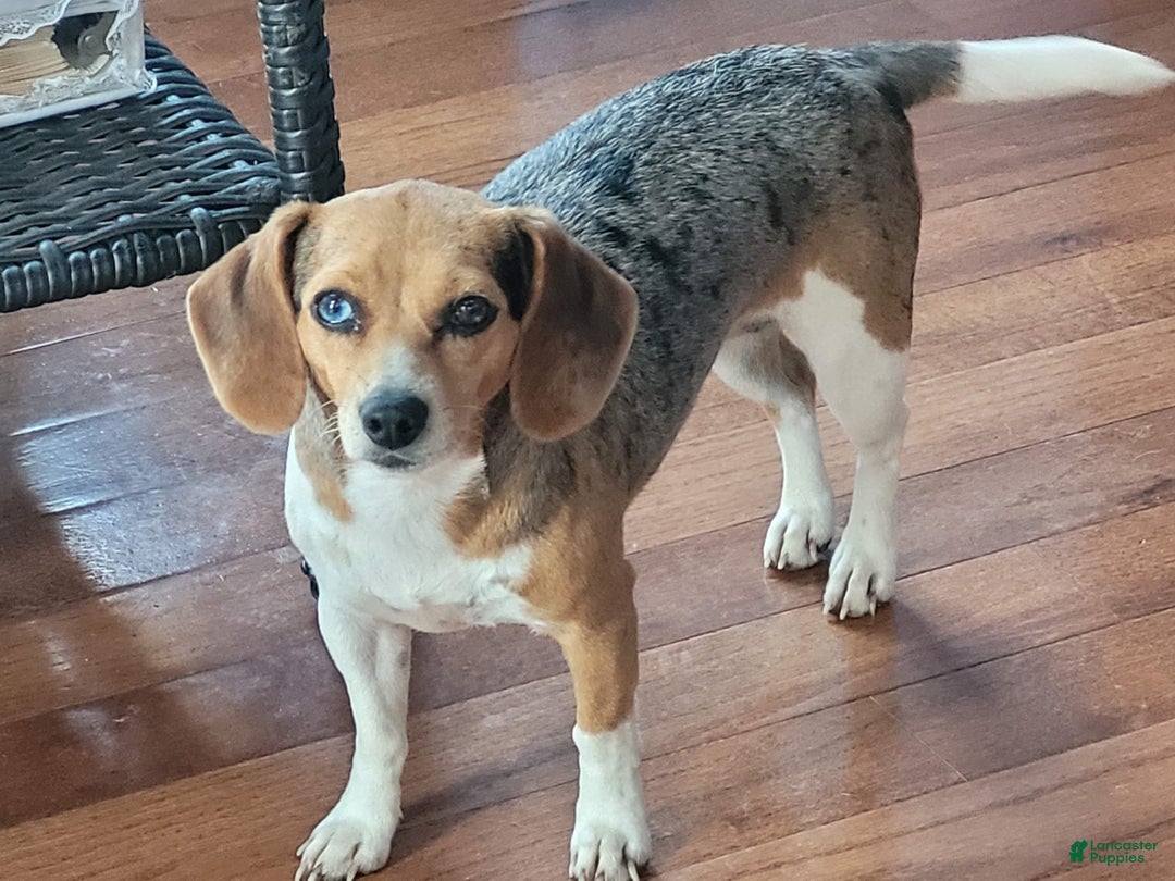 Beagle dogs for sale: Maui Queen Elizabeth Pocket Beagle - Ad 12