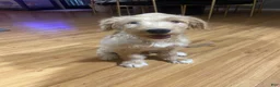 Mini Goldendoodle dogs for sale: Mini Goldendoodle Puppy Male - Ad 6
