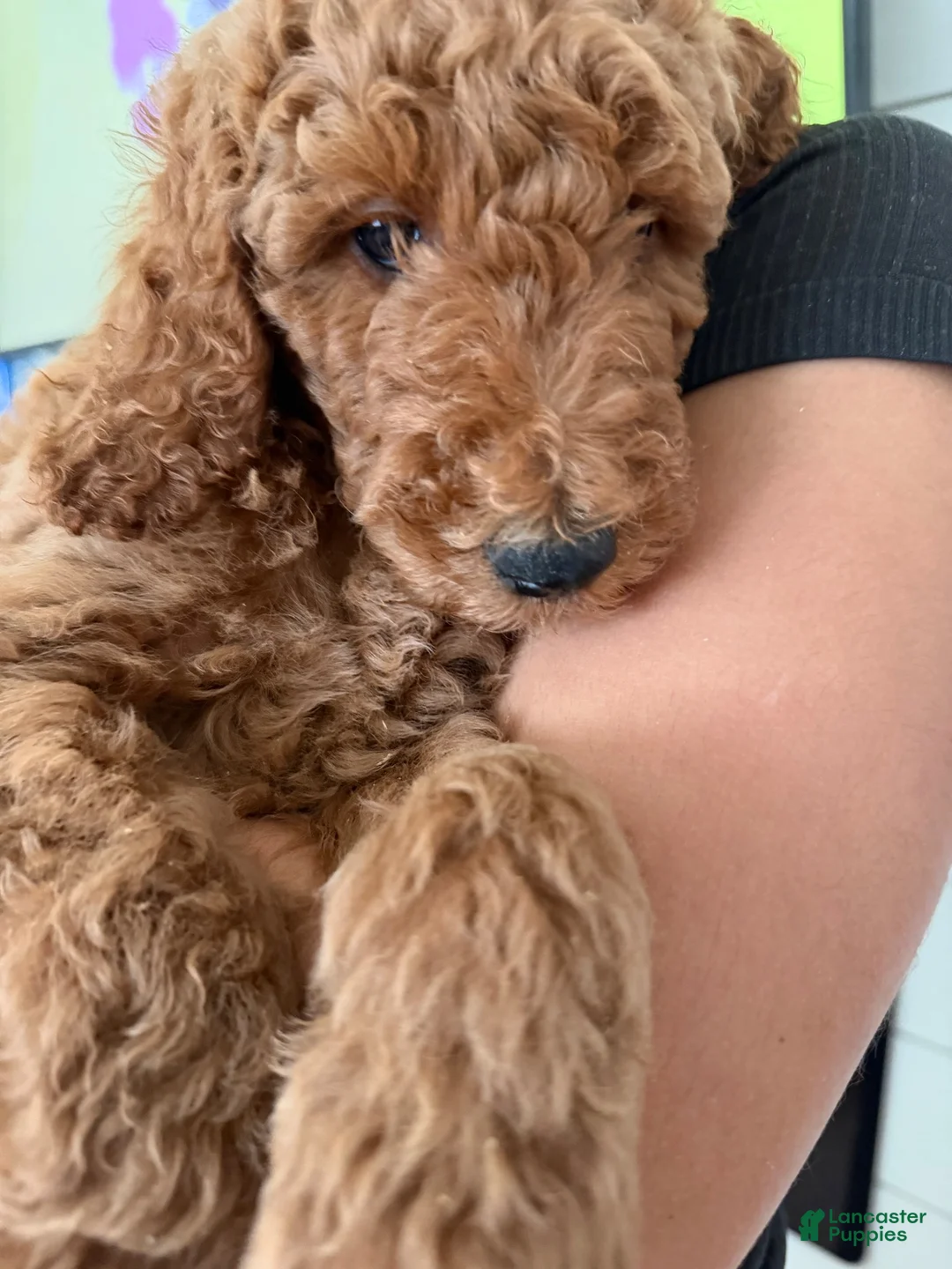 Labradoodle dogs for sale: Labradoodle 1 - Ad 1