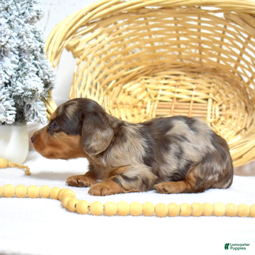 Miniature Dachshund dogs for sale: Latte - Ad 2