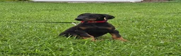 Doberman Pinscher dogs for sale: Zeus - Ad 1