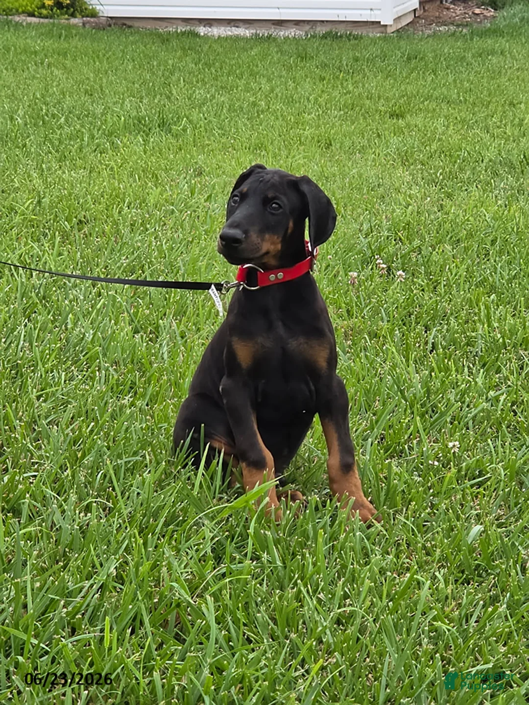 Doberman Pinscher dogs for sale: Zeus - Ad 1