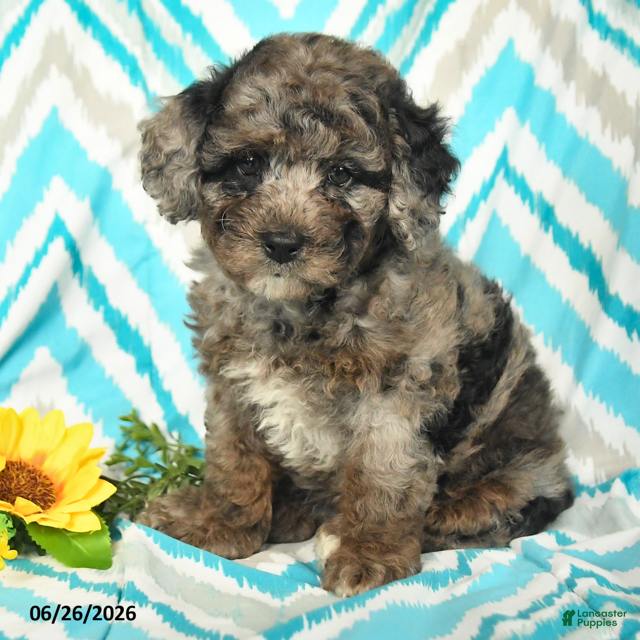 Mini Goldendoodle dogs Julia - Ad 1
