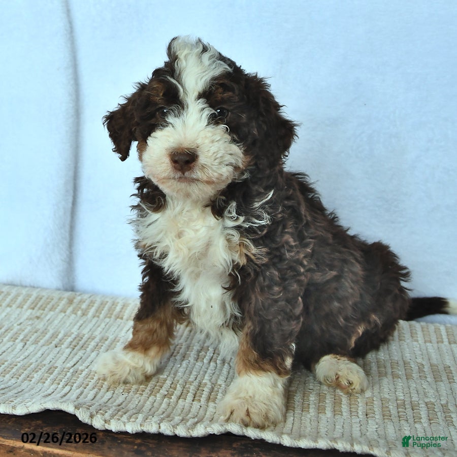 Mini Bernedoodle dogs Chloe - Ad 1