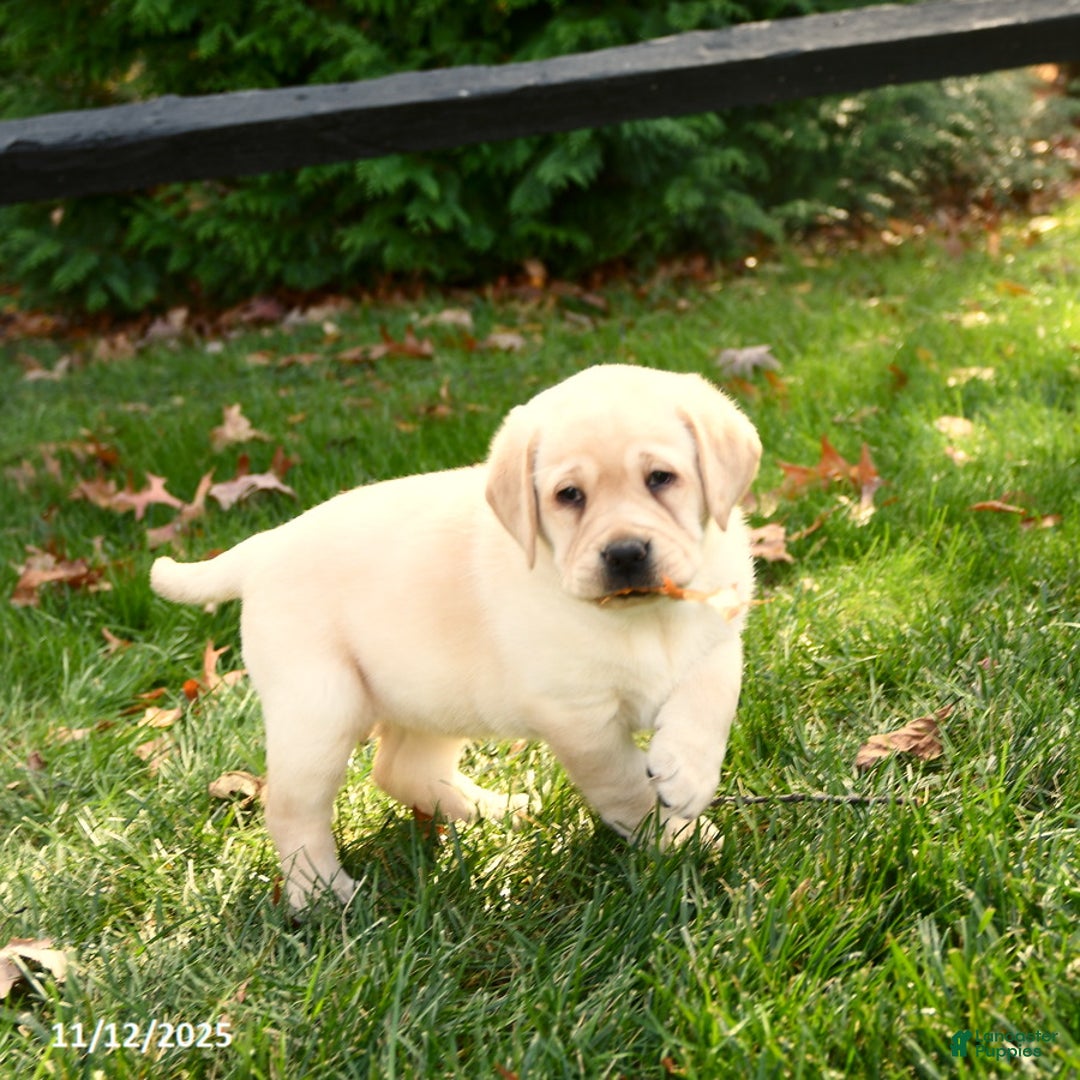 Labrador Retriever dogs for sale: Harper - Ad 5