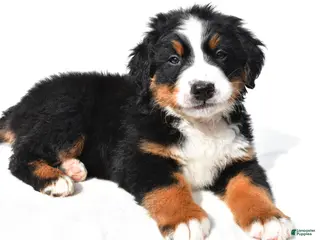 Bernese Mountain Dog dogs for sale: Bella - Ad 3
