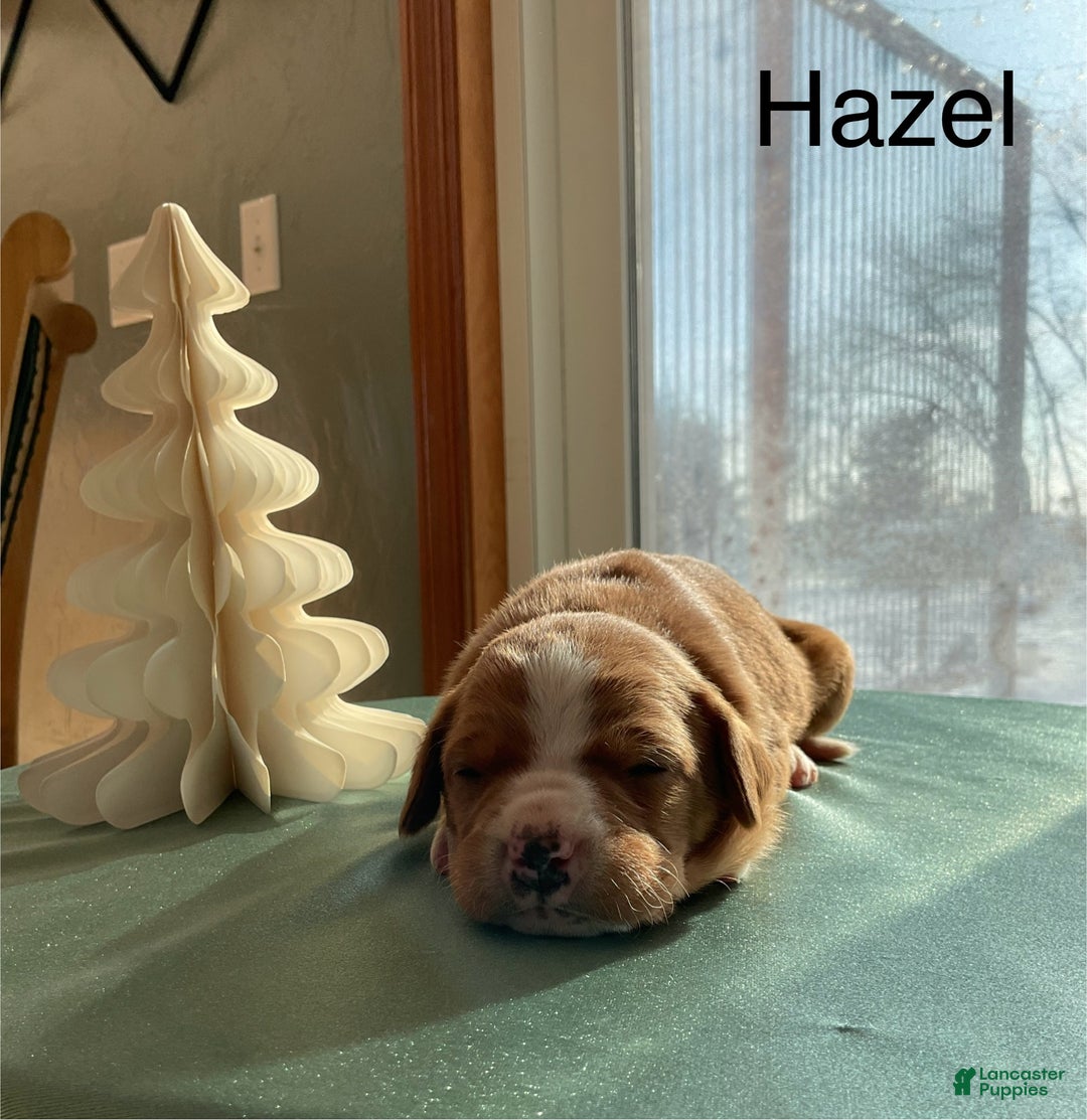 Mixed Breed dogs for sale: Hazel - Ad 3
