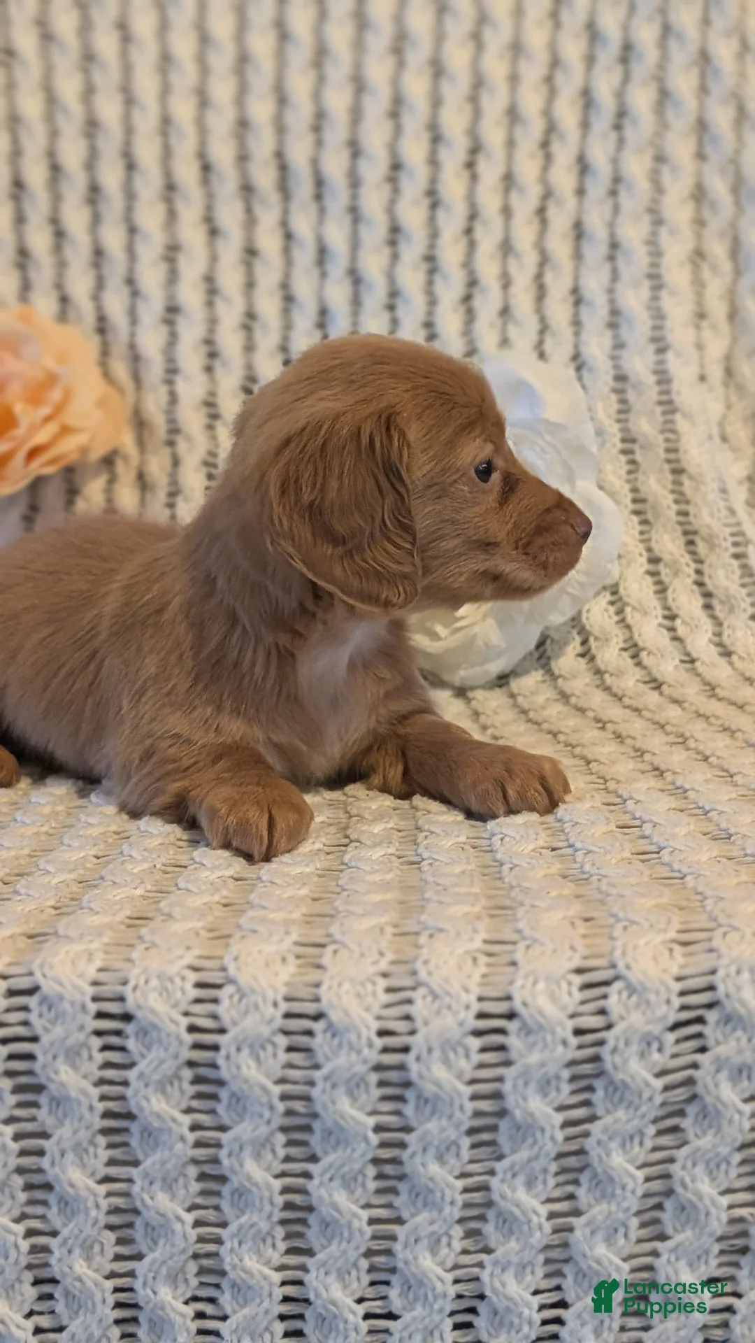 Miniature Dachshund dogs for sale: Lady - Ad 8