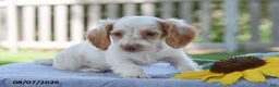Miniature Dachshund dogs for sale: Tempo - Ad 3