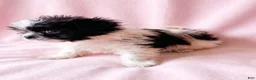Mixed Breed dogs for sale: Dolly - Ad 3