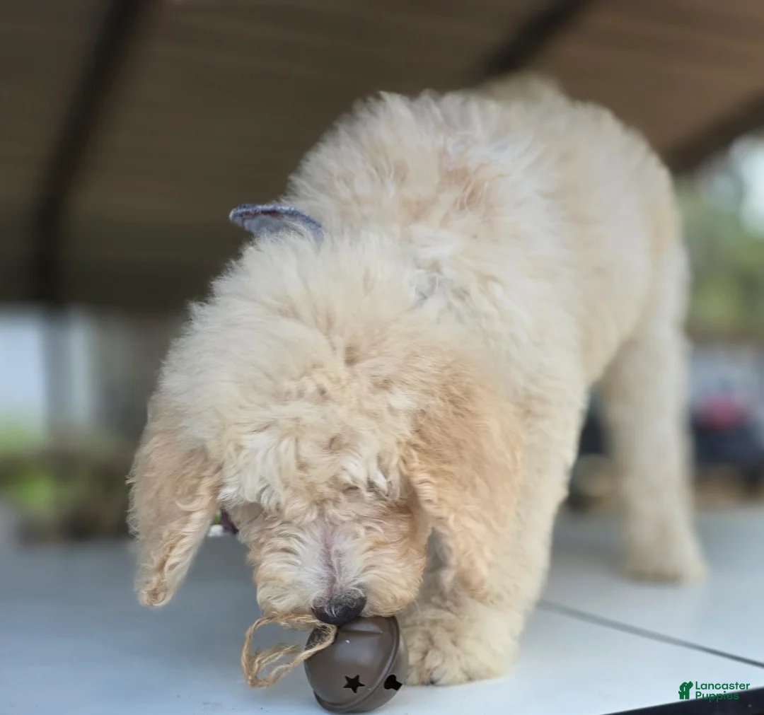 Goldendoodle dogs for sale: Tye - Ad 3