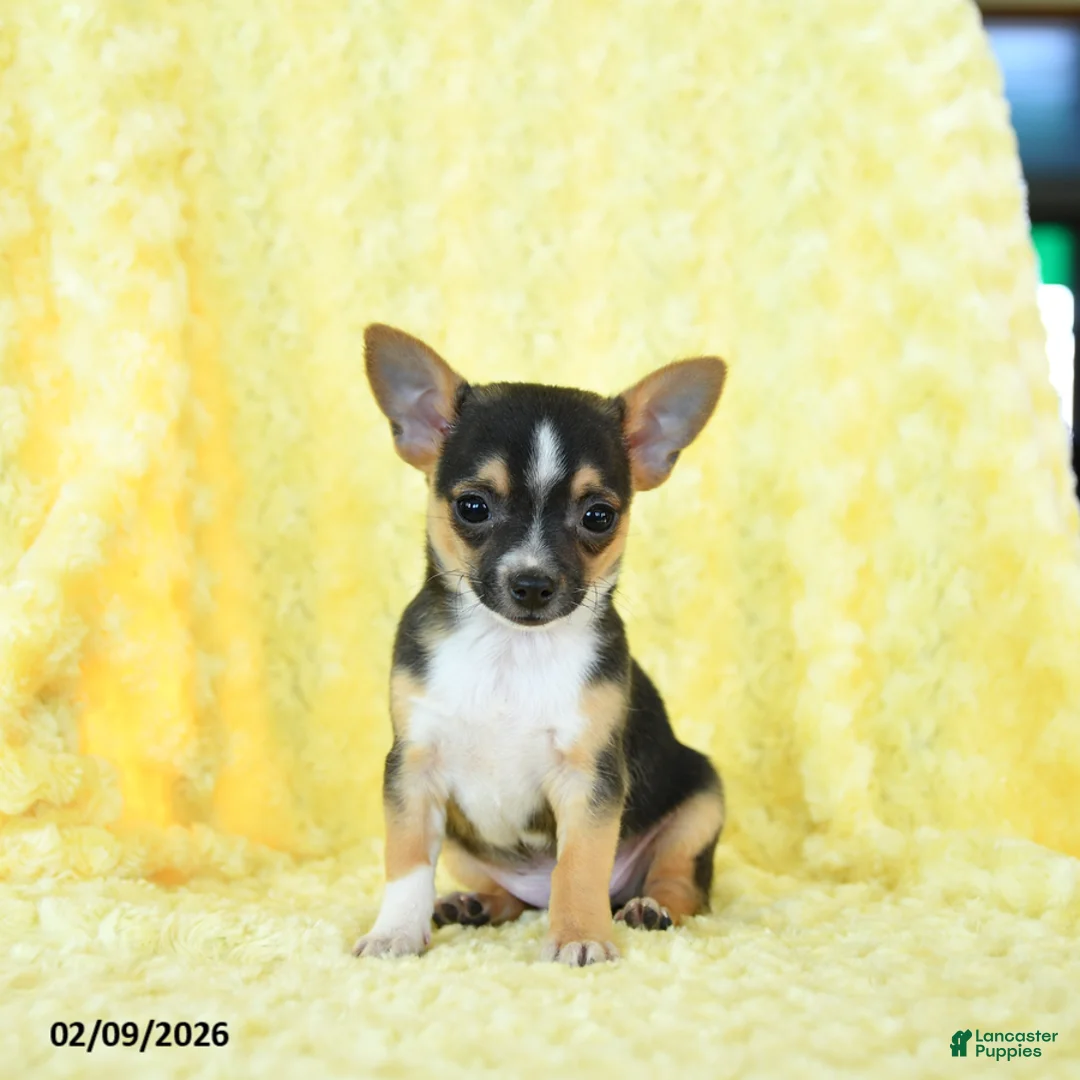 Chihuahua dogs for sale: Gunner - Ad 1