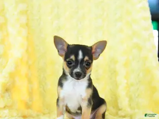 Chihuahua dogs Gunner - Ad 6