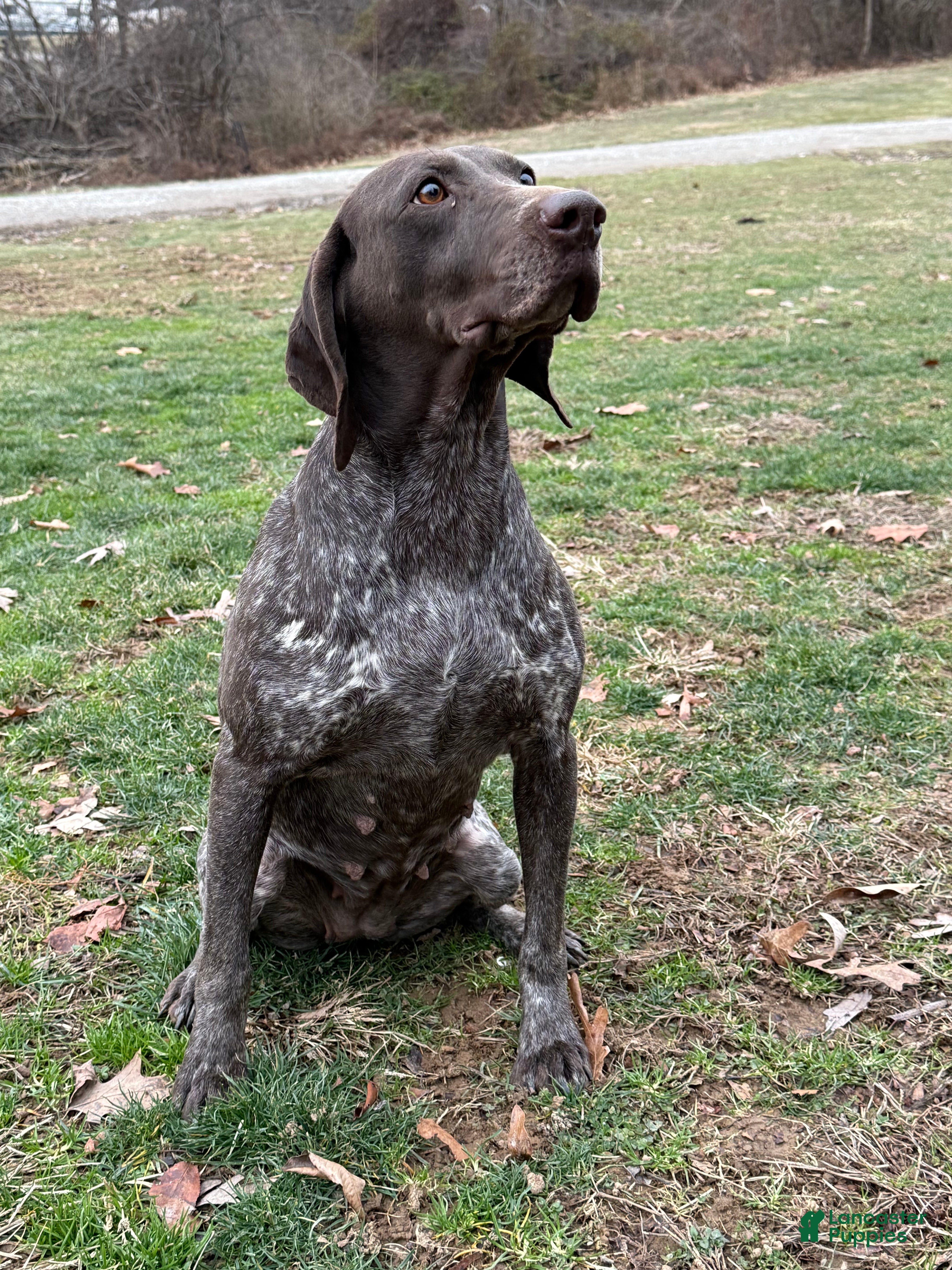 German Shorthaired Pointer dogs German Shorthaired Pointer Puppy 1 - Ad 19