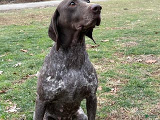 German Shorthaired Pointer dogs German Shorthaired Pointer Puppy 1 - Ad 10