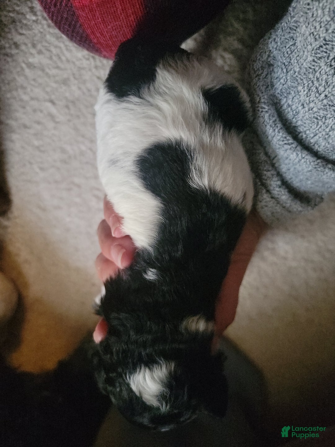 Mixed Breed dogs for sale: Chopper - Ad 8