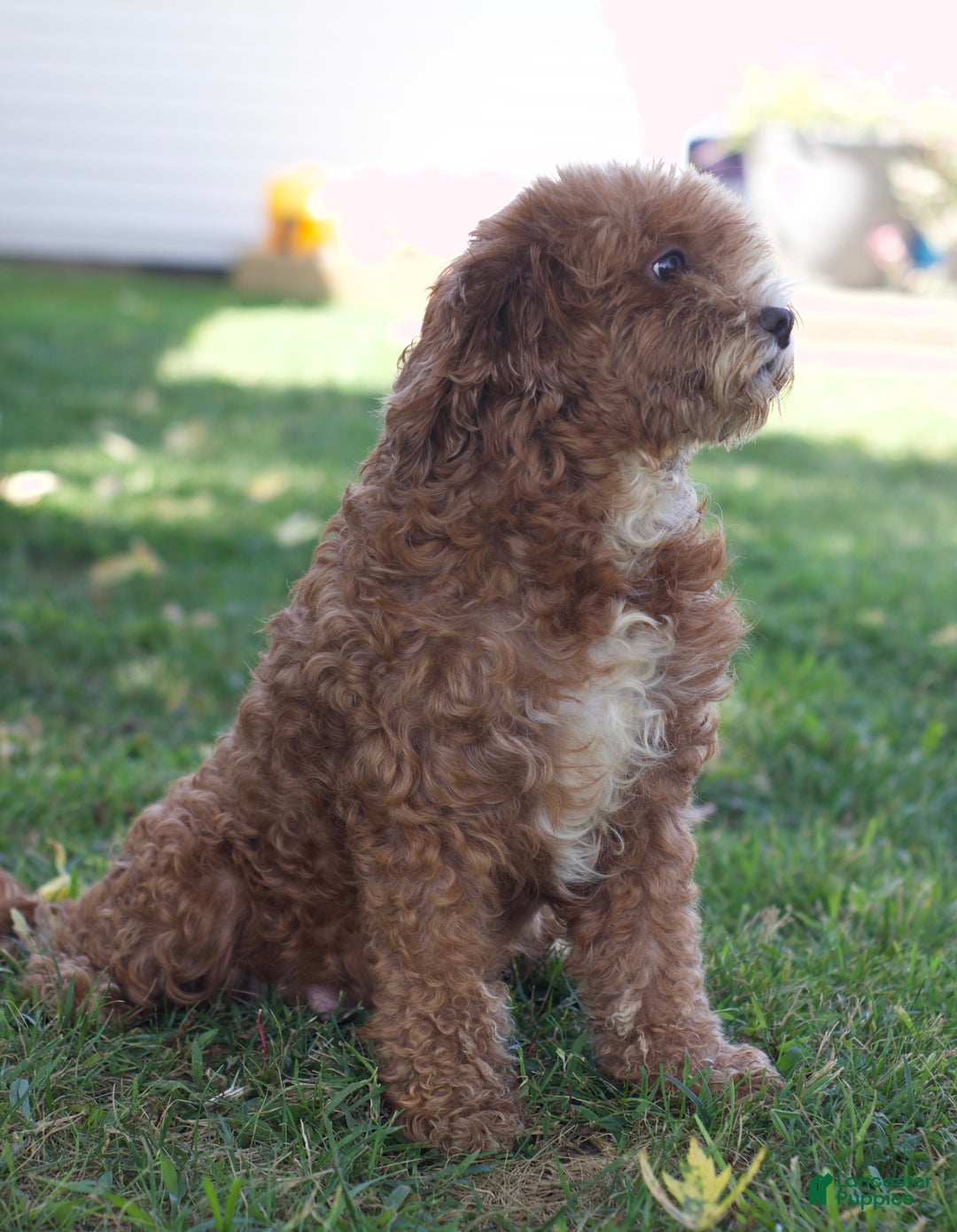 Cavapoo dogs for sale: Annie - Ad 6