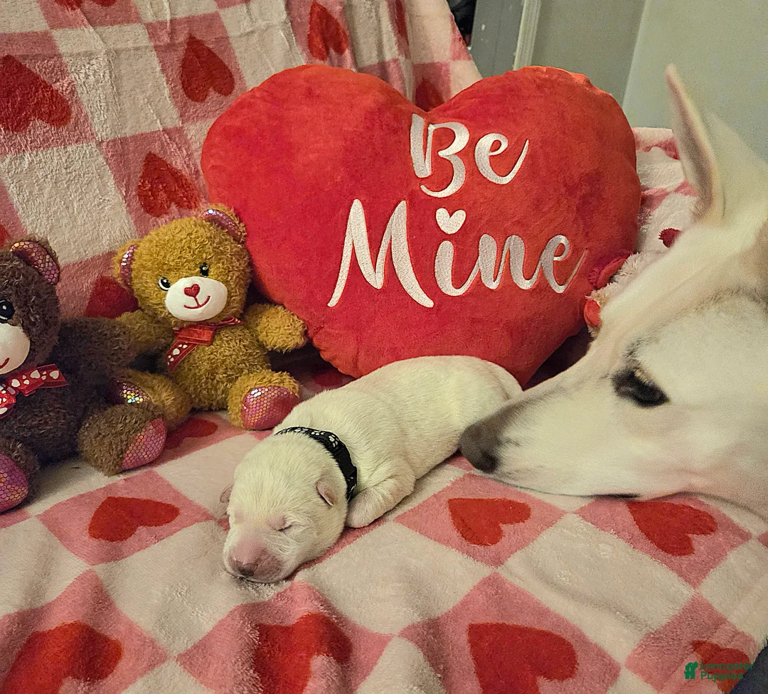 German Shepherd dogs for sale: German Shepherd Puppy 2 - Ad 3