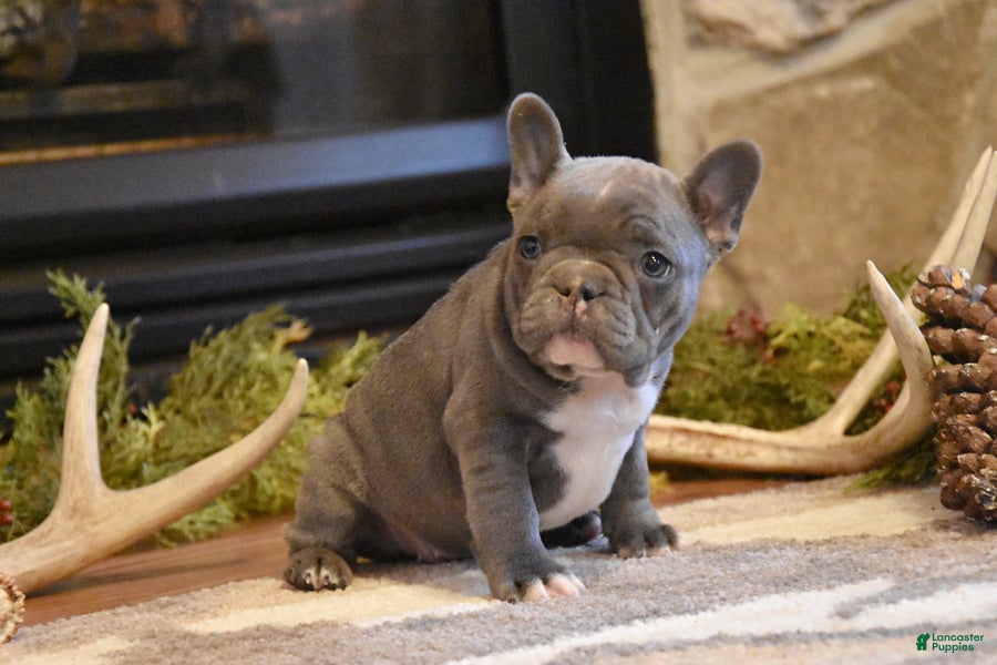 French Bulldog dogs Pansy - Ad 2