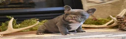 French Bulldog dogs for sale: Pansy - Ad 2