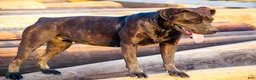 Mixed Breed dogs for sale: Bandogge Tiger Brindle F - Ad 8