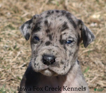 Great Dane dogs Samson - Ad 40