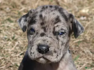 Great Dane dogs Samson - Ad 40