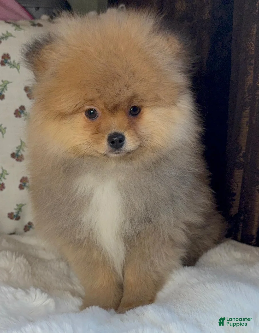 Pomeranian dogs for sale: Pomeranian puppy George - Ad 3