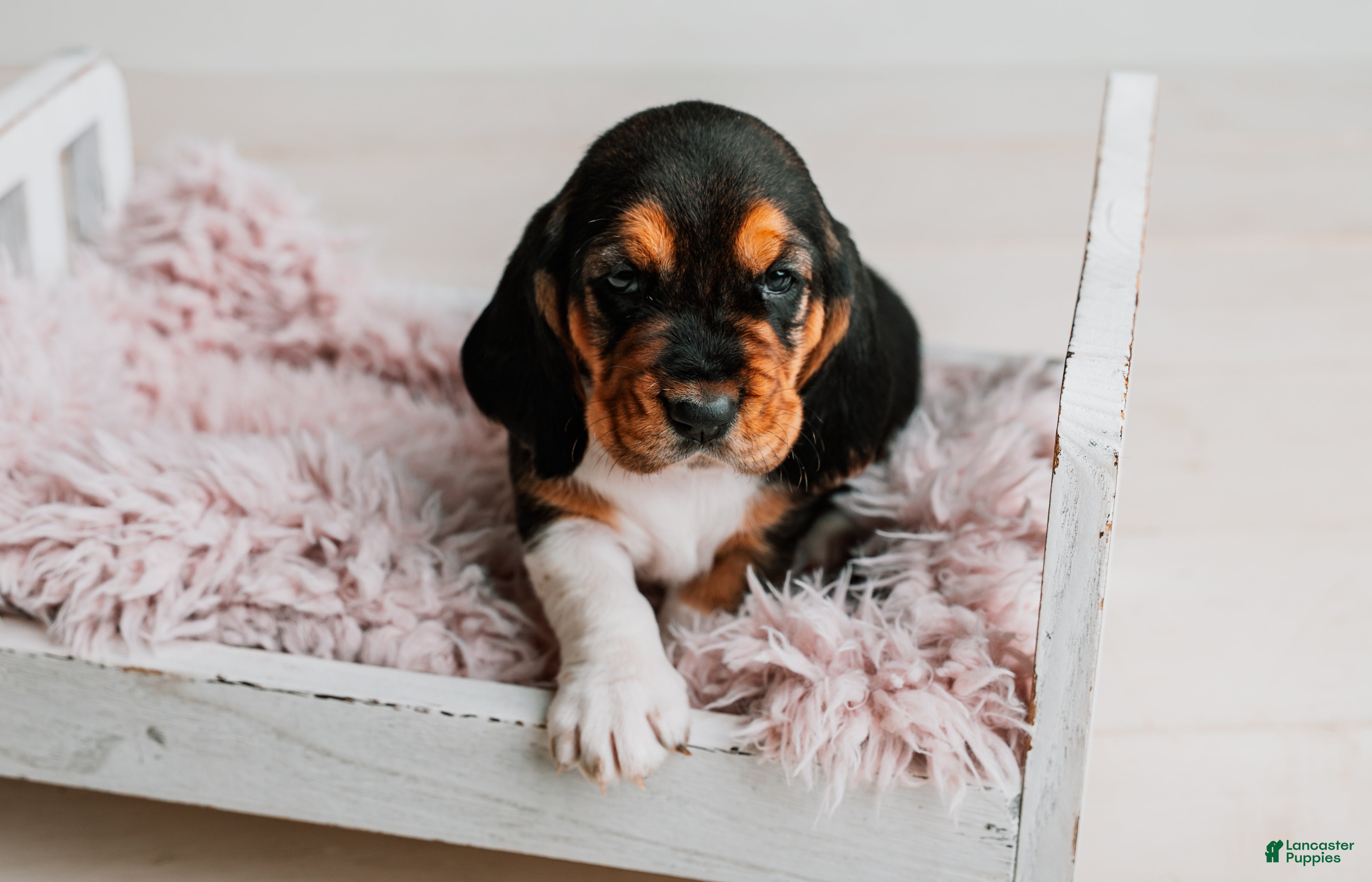 Basset Hound dogs Kimmie - Ad 1