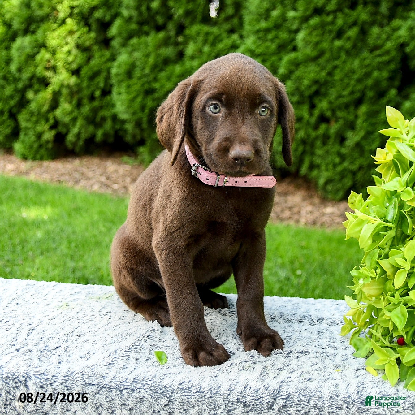Labrador Retriever dogs Robin - Ad 2