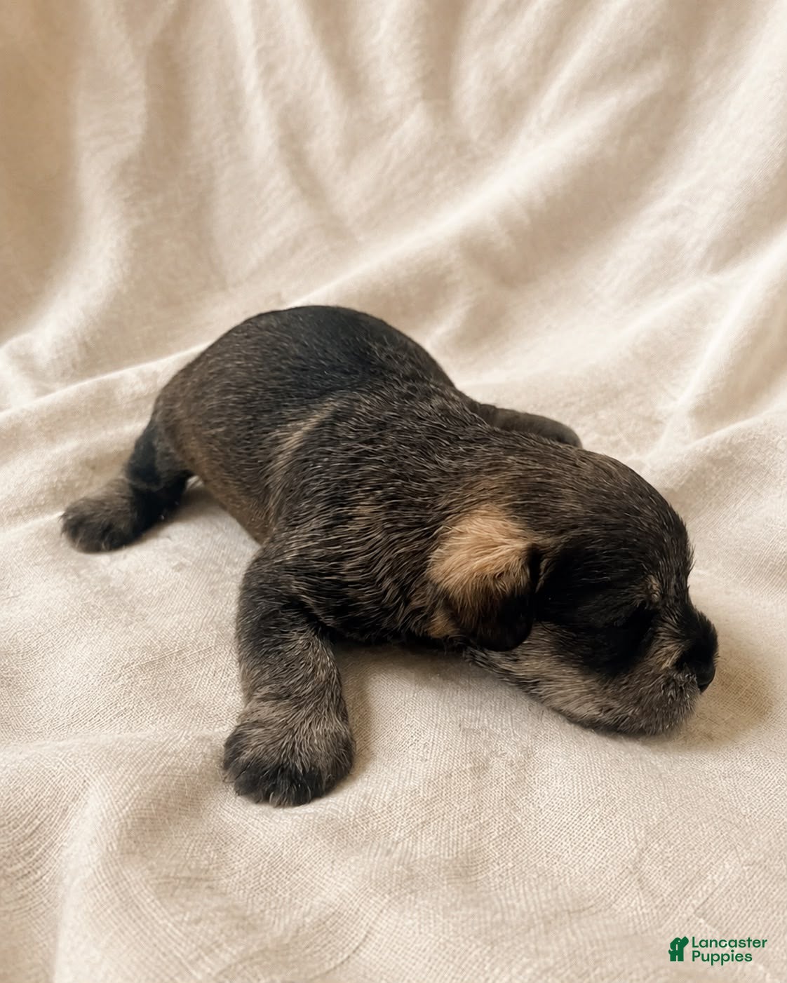 Miniature Schnauzer dogs Miniature Schnauzer 4 - Ad 1