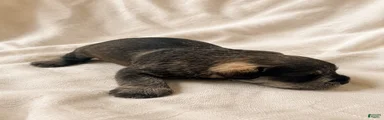 Miniature Schnauzer 4