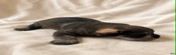 Miniature Schnauzer dogs for sale: Miniature Schnauzer 4 - Ad 1