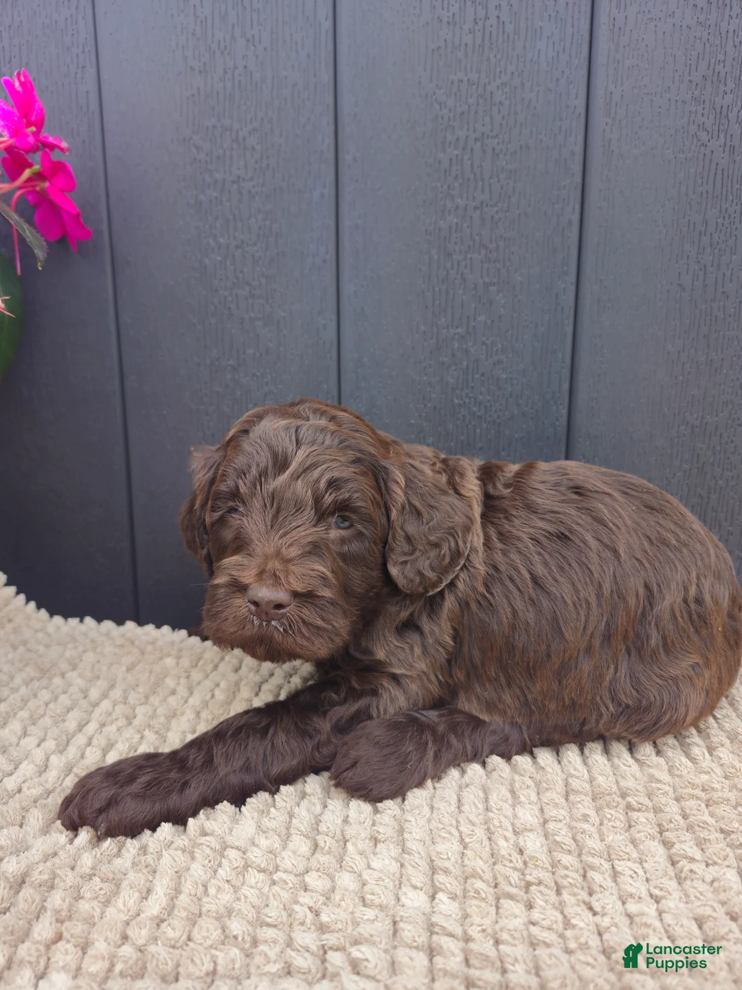 Labradoodle dogs for sale: Timber - Ad 2