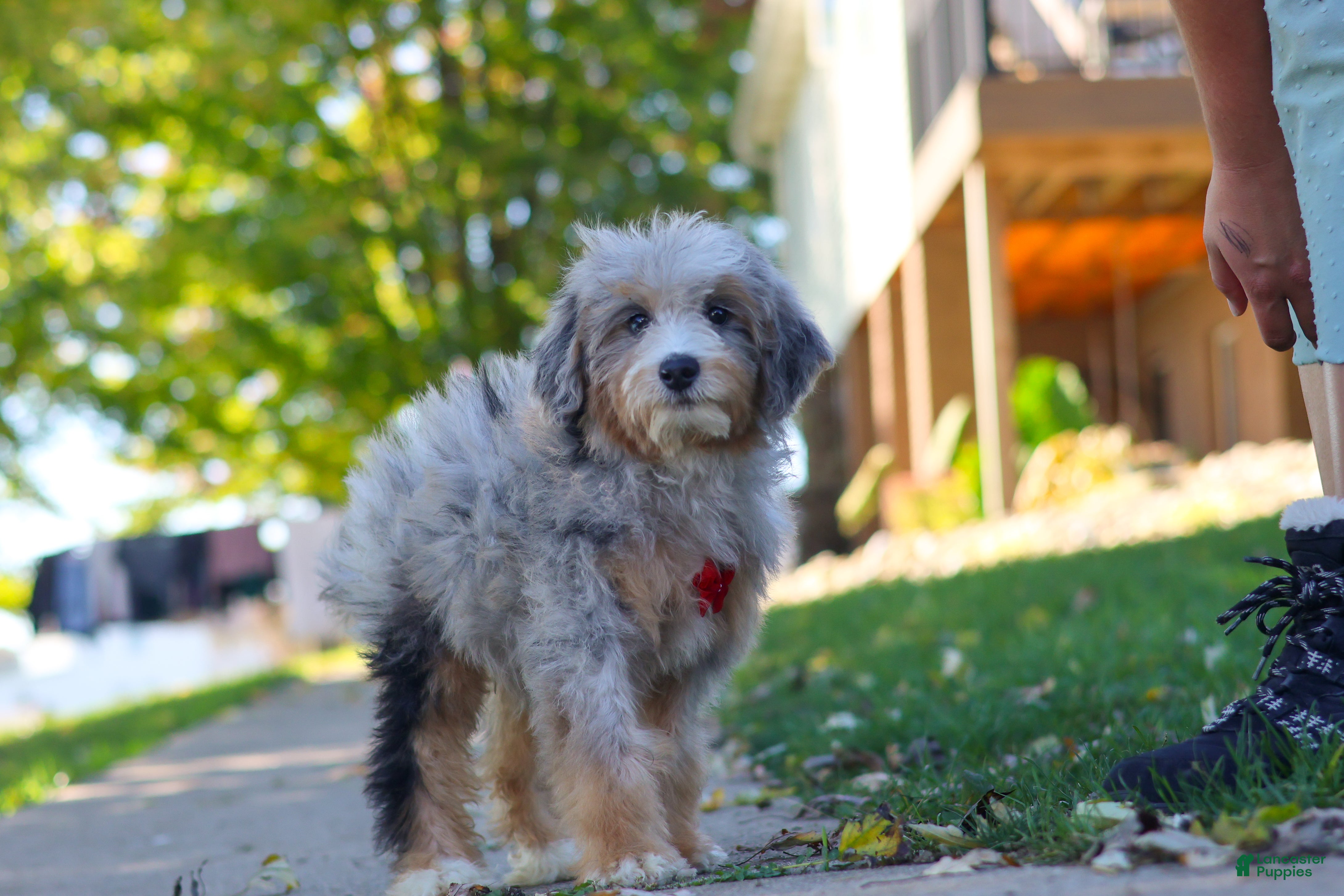 Mini Bernedoodle dogs for sale: Deadpool - Ad 1