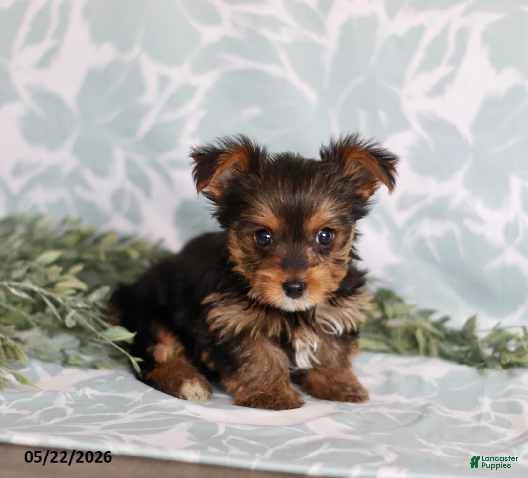 Yorkshire Terrier dogs for sale: Megan - Ad 1
