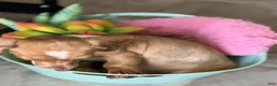 Miniature Dachshund dogs for sale: Willy  - Ad 25