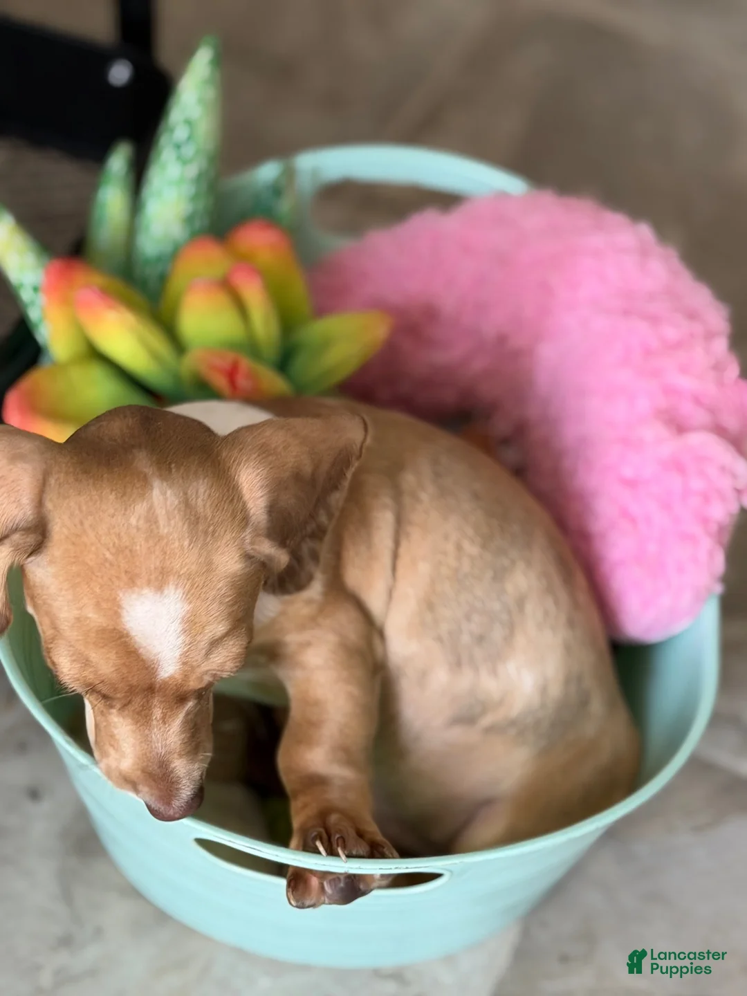 Miniature Dachshund dogs for sale: Willy  - Ad 25