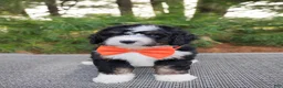 Bernedoodle dogs for sale: Zeke - Ad 5