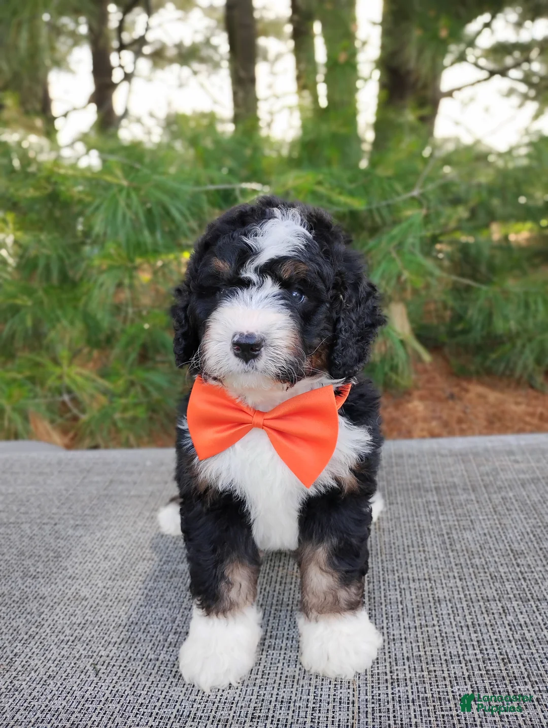 Bernedoodle dogs for sale: Zeke - Ad 5