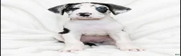 Great Dane dogs for sale: Makani - Ad 6