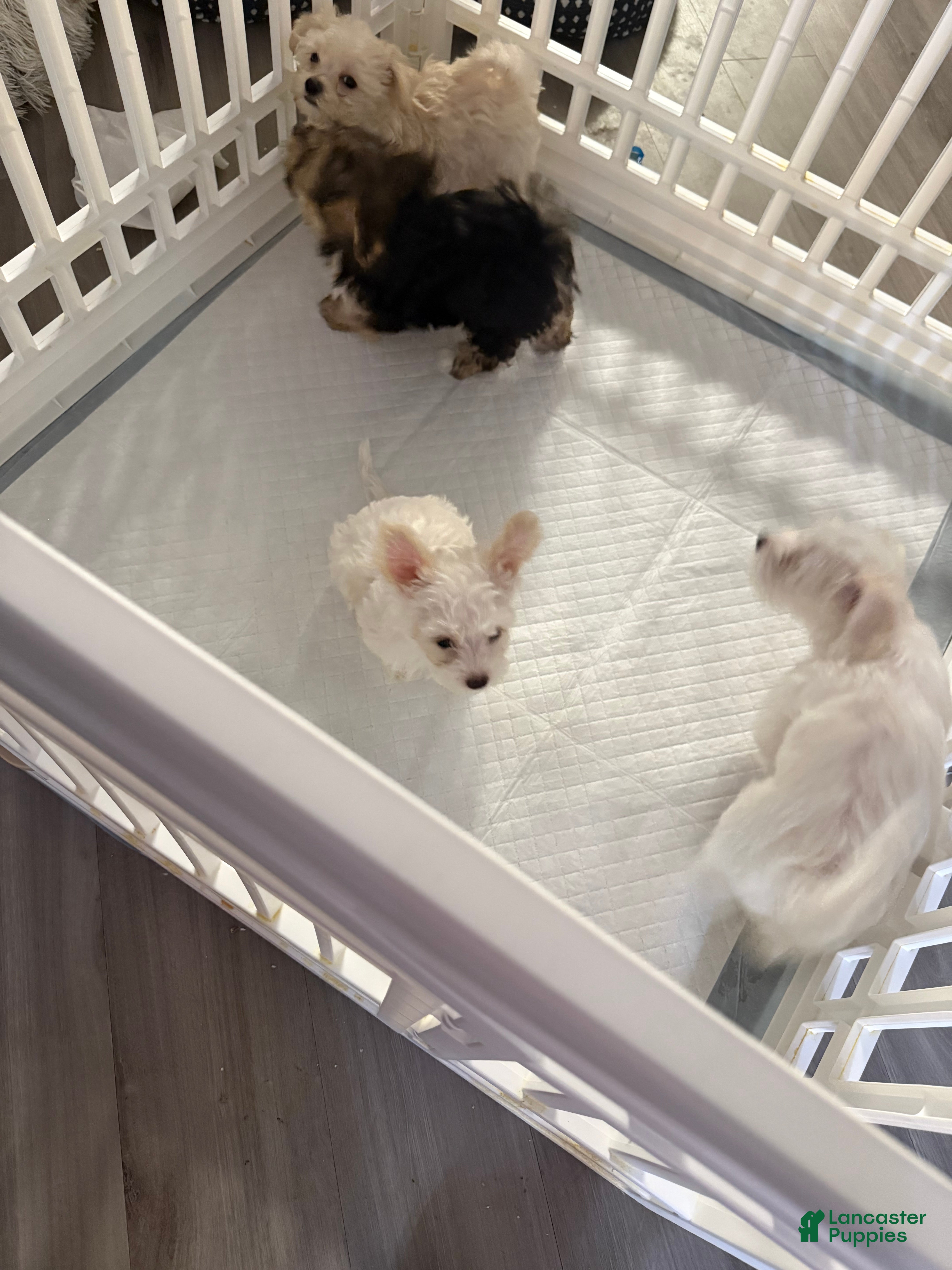 Mixed Breed dogs Beige/Light Tan Male - Ad 1