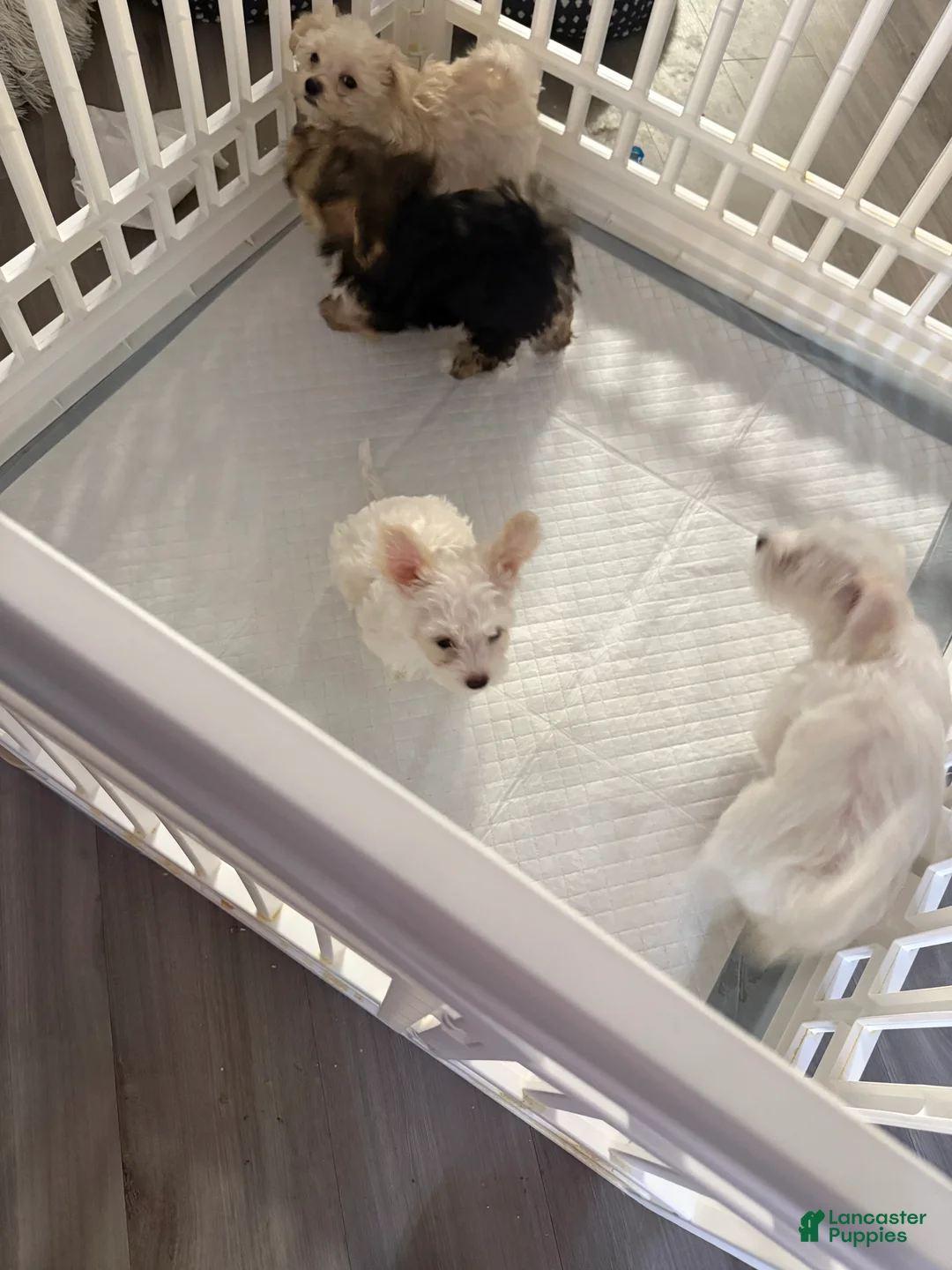 Mixed Breed dogs for sale: Beige/Light Tan Male - Ad 1